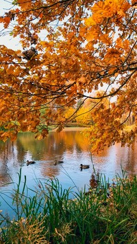 Kaczki na stawie jesienią
