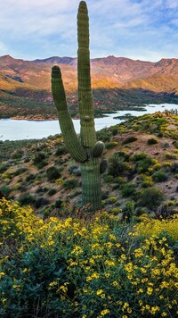Kaktus na tle Mazatzal Lake i gór Mazatzal Mountains
