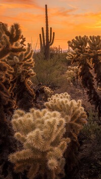 Kaktusy cholla