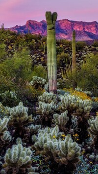 Kaktusy i roślinność na pustyni Sonoran Desert w Arizonie