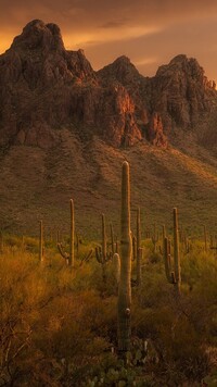 Kaktusy na tle gór w Arizonie