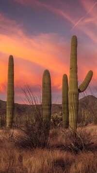 Kaktusy saguaro na tle gór