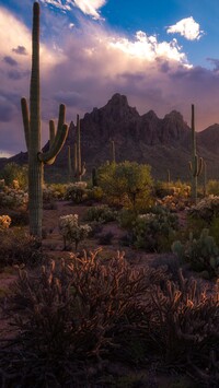 Kaktusy saguaro na tle gór