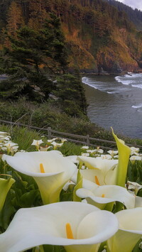 Kalie na wybrzeżu Big Sur