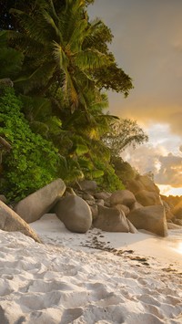 Kamienie na plaży pod palmami