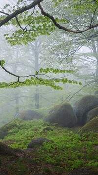 Kamienie w zamglonym lesie