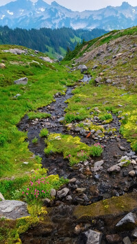 Kamienisty potok i góry Mount Rainier w oddali
