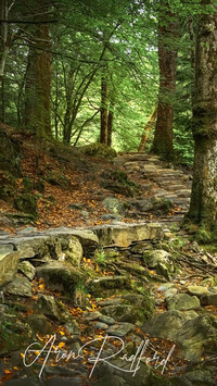 Kamienna droga i schody w lesie