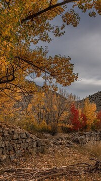 Kamienny murek pod jesiennymi drzewami