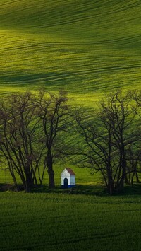 Kapliczka na polu pod drzewami