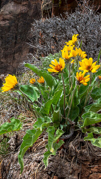 Kępka balsamorhizy