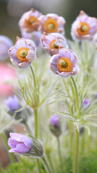 Kępka liliowych sasanek