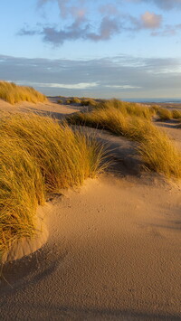 Kępy trawy w piasku