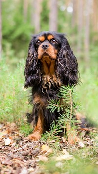 King Charles spaniel na ściółce leśnej