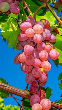 Kiść winogron