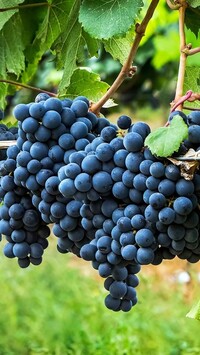 Kiście ciemnych winogron