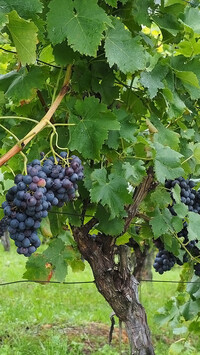Kiście ciemnych winogron na krzewie