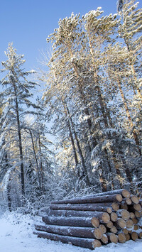 Kłody drzewa w zimowym lesie