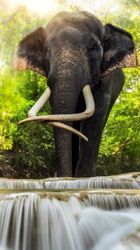 Kły Słonia