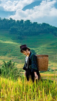 Kobieta na polu ryżowym
