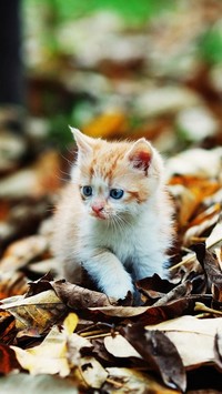 Kociak na jesiennych liściach