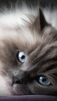 Kociak o niebieskich oczętach