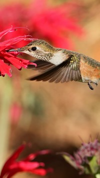 Koliber częstuje się nektarem