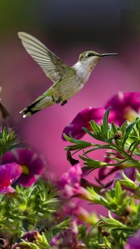 Koliber w powietrzu nad kwiatami