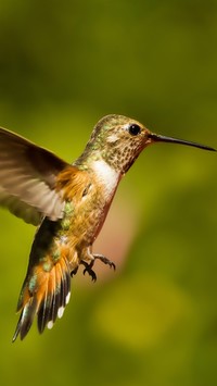 Koliber z długim dziobem