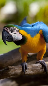 Kolorowa papuga na konarze
