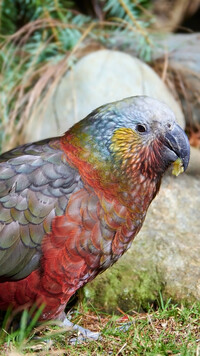 Kolorowa papuga nestor kaka