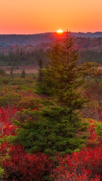 Kolorowa roślinność na terenie Dolly Sods