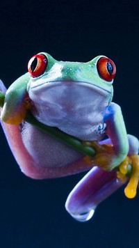 Kolorowa żaba