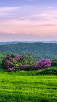 Kolorowe drzewa na polu