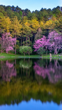 Kolorowe drzewa nad jeziorem
