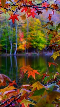 Kolorowe jesienne listki zaglądają do jeziora