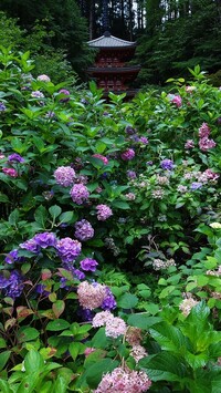 Kolorowe kwiaty hortensji
