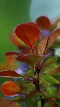 Kolorowe liście berberysu Thunberga