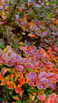 Kolorowe liście berberysu