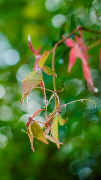 Kolorowe liście na gałązce