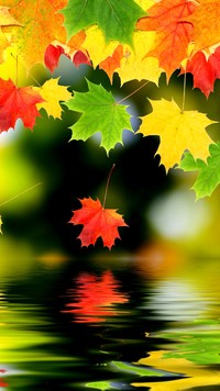 Kolorowe liście spadają do wody