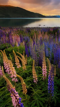 Kolorowe łubiny nad jeziorem Tekapo