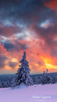 Kolorowe niebo zachodzącego słońca nad zimowym lasem
