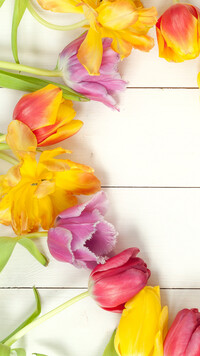Kolorowe tulipany na deskach
