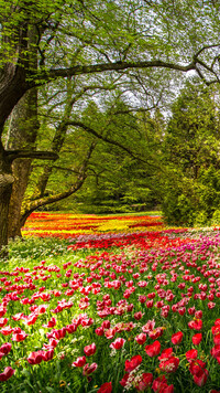 Kolorowe tulipany w parku