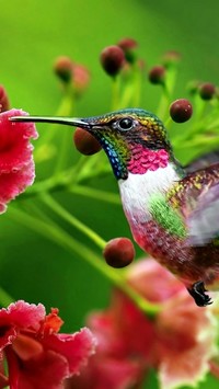 Kolorowy koliber przy czerwonym kwiatku