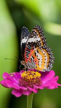Kolorowy motyl na cynii