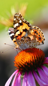 Kolorowy motyl na jeżówce