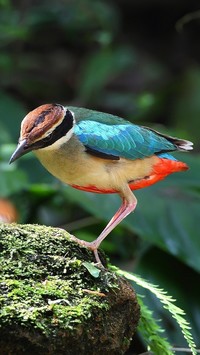 Kolorowy ptak na omszałym kamieniu