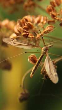 Komar na suchej roślinie